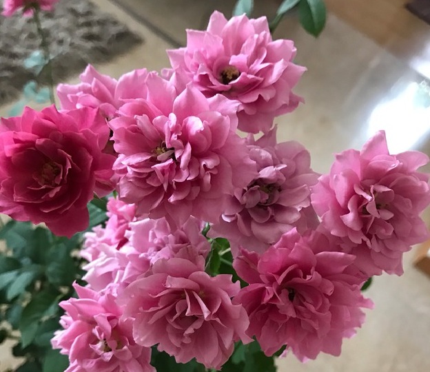 葵（あおい） Aoi rose | This rose was bred by Keiji Kunieda ...