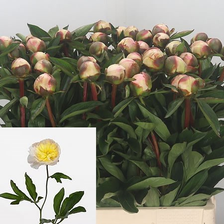 Pfingstrose (Paeonia) 'Laura Dessert' | Blumenzwiebeln und ...