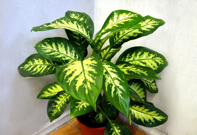 Диффенбахия — Dieffenbachia описание и уход на FloralWorld.ru