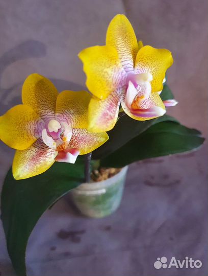 Орхидея Phalaenopsis Sogo Lawrence (еще не цвел)