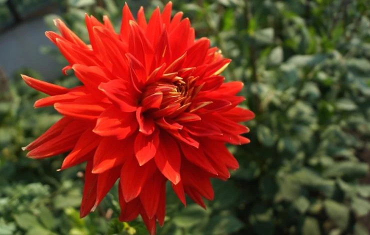 Георгина перистая (Dahlia pinnata) — описание, выращивание ...