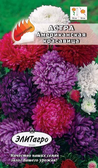 Астра Кустарниковая Старлайт – купить саженцы в интернет ...