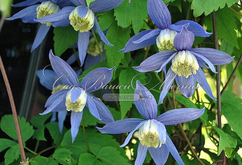 Clematis alpina Luminous ...