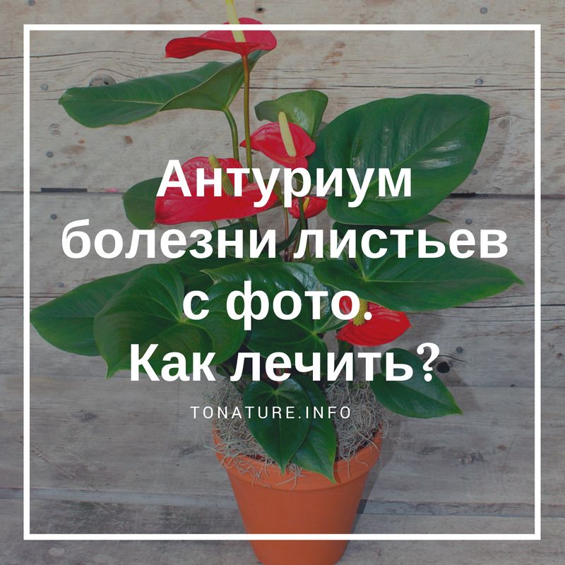 Антуриум (цветок «Мужское счастье ...