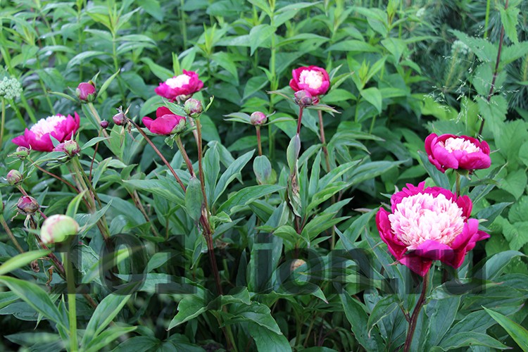 Пион травянистый 'Уайт Кэп' / Paeonia 'White Cap'