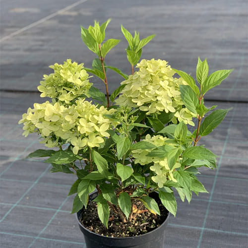 hydrangea paniculata `Little Fresco ...