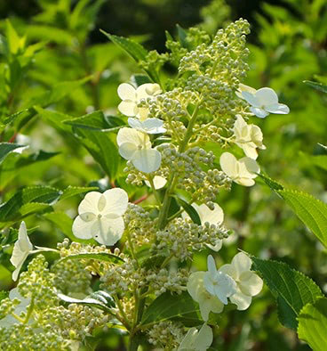 Гортензия метельчатая Киушу/Hydrangea paniculata Kyushu 60-80 ...