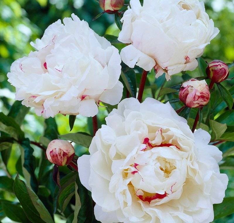 Plant Profile for Paeonia lactiflora 'Avalanche' - Double ...