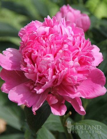 Celebrity Peony | Holland Bulb Farms | 77472