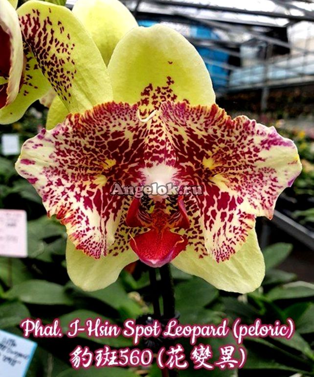 Leopard Prince#orchids #phalaenopsis ...