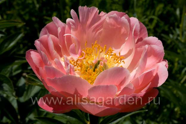 X 1 PAEONIA PINK HAWAIIAN CORAL 2/3 | JUB Holland