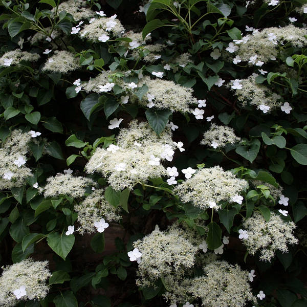 Гортензия черешковая Петиоларис (Hydrangea Petiolaris ...