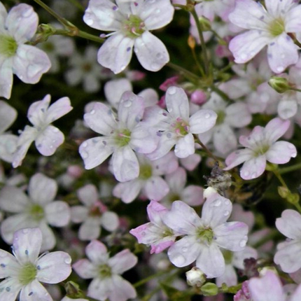 Гипсофила метельчатая Paniculata Rose ...