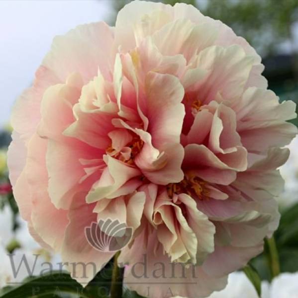 Пион Блаш Квин (Paeonia Blush Queen). Цветок диаметром 14-15 ...