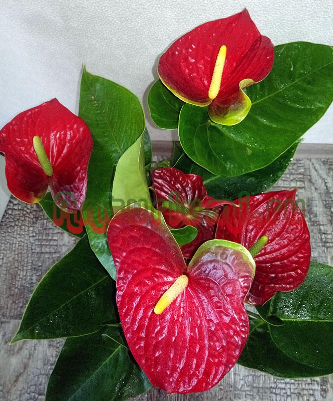 Антуриум (Anthurium) 