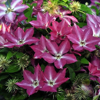 Clematis 'Tae' | SlovenskeTrvalky.sk