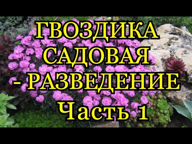 Семена Гвоздика садовая Шабо Желтая ...