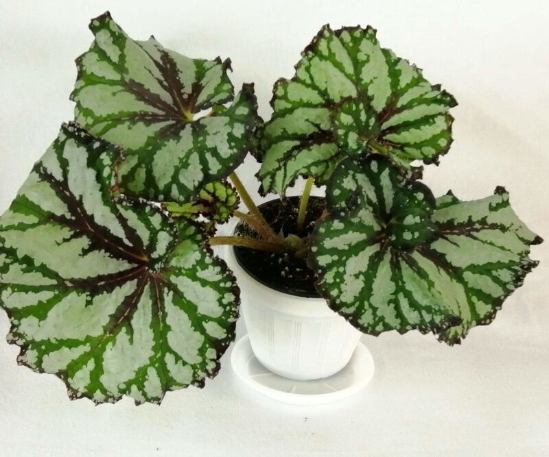 Jual Begonia sakura | Shopee Indonesia