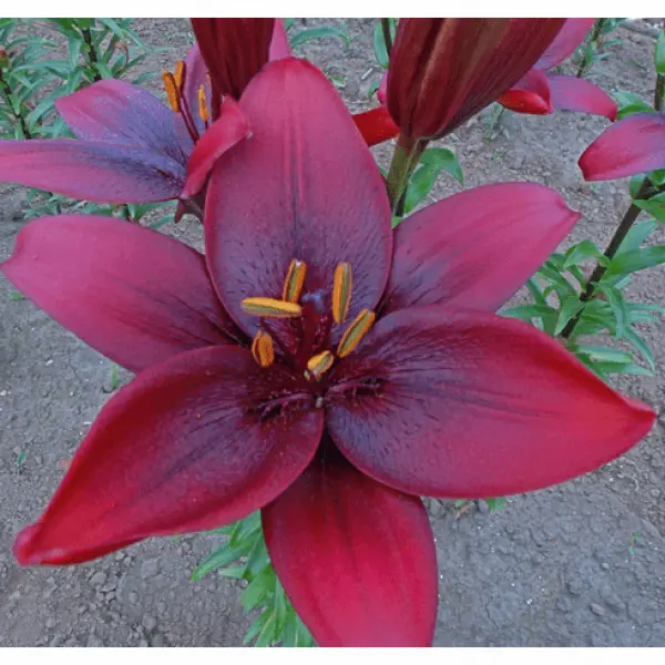 Lilie Arvandrud - OT hybridy (Lilium ...