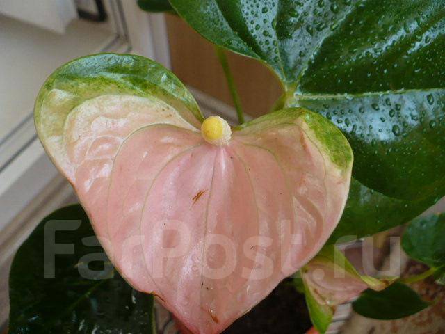 Photo Anthurium (Andreanum Grp) L ...