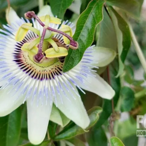 Маракуйя - Passiflora edulis. Уход за маракуйей, выращивание