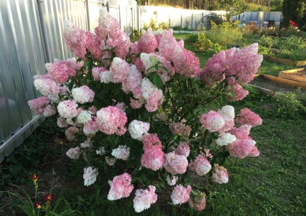 Hydrangea paniculata `Pink and Rose ...