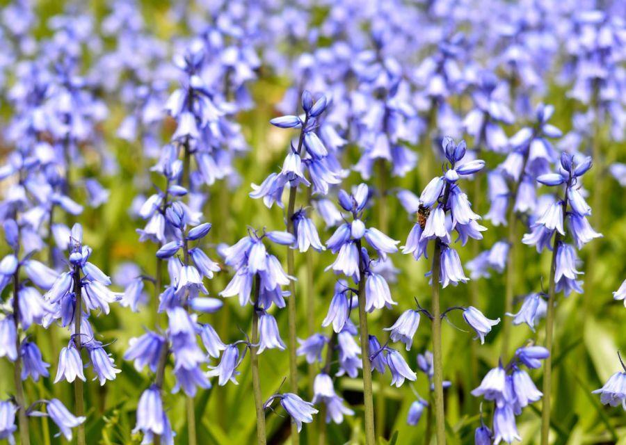 Цветы, похожие на ромашки: названия, описания и фото - Flowers.ua