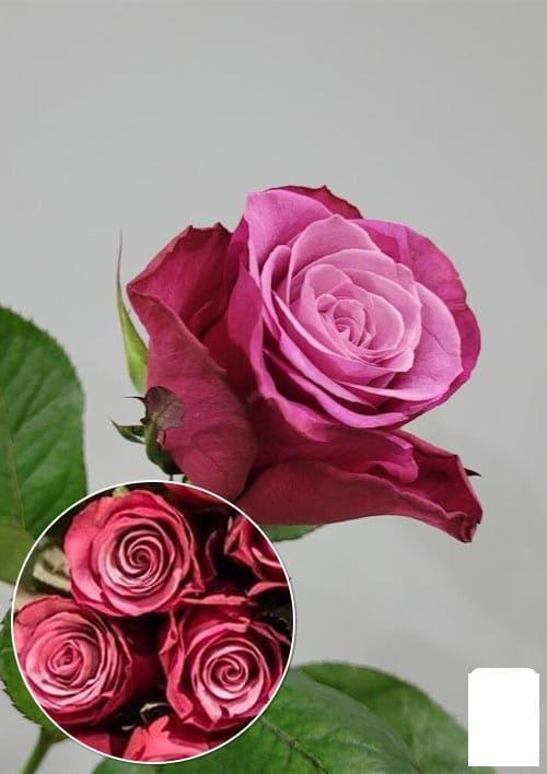 Rose Prince Of Persia 60cm | Wholesale Dutch Flowers ...