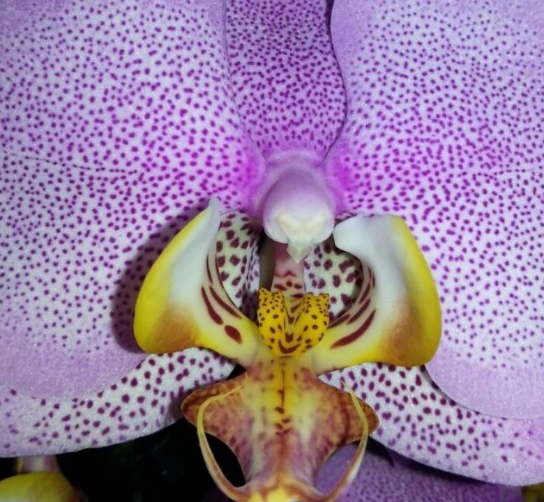 Орхидея Phalaenopsis Pink Dragon (отцвел)