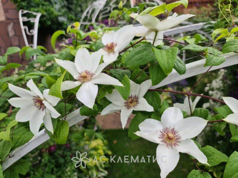 Клематис Мисс Бейтман (Clematis Miss Bateman)