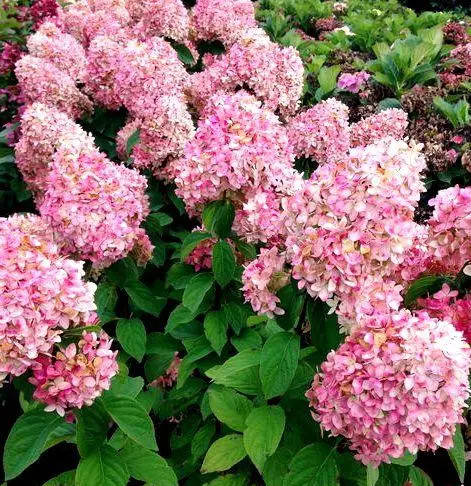 Гортензии метельчатая Краса Лесково (Hydrangea paniculata ...