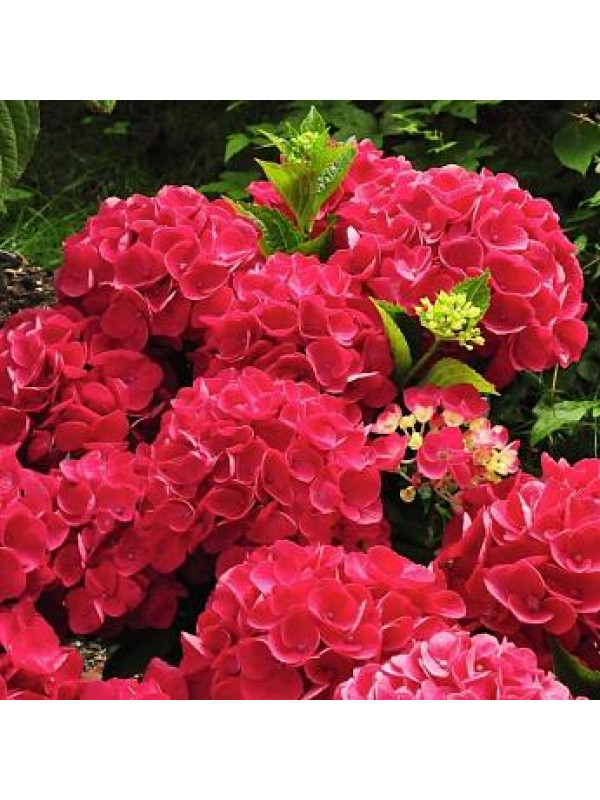 Саженцы Гортензии крупнолистной Балмер (Hydrangea macrophylla ...