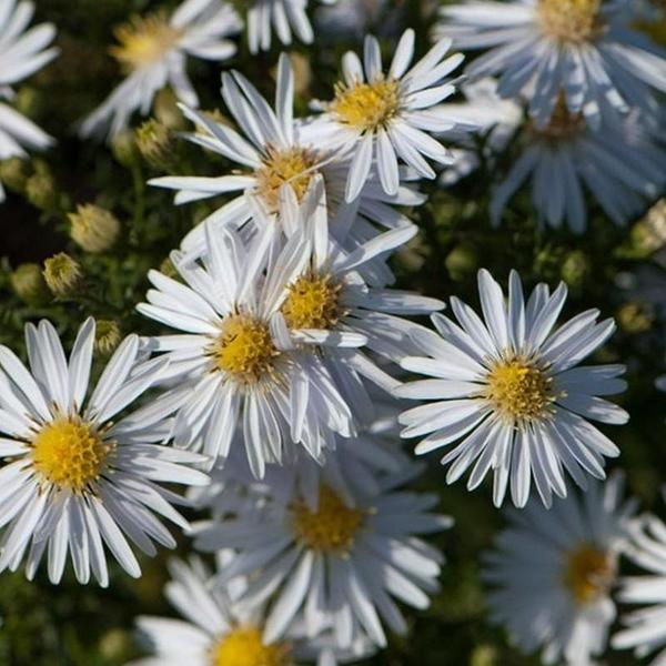 Астра (Aster) | ПИТОМНИК РАСТЕНИЙ СЕРЕБРЯКОВЫХ