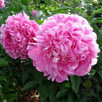 Пион травянистый Кэрол (paeonia carol) 🌿 пион Кэрол обзор ...