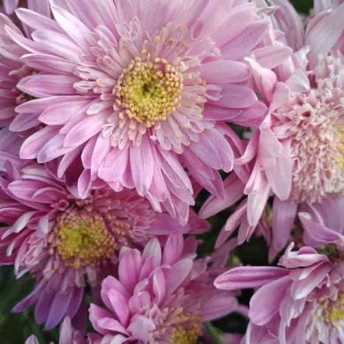 Хризантема корейская Гомпи Уайт (Chrysanthemum koreanum ...