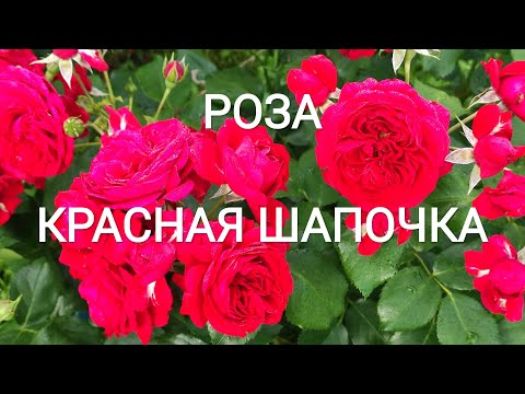 Букет из 31 ранункулюса Красная Шапочка купить за 18790 руб ...