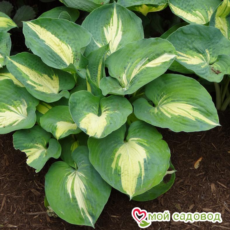 Хоста гибридная Дрим Квин (hosta hybrida dream queen ...