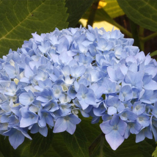 The Original Endless Summer Hydrangea ...