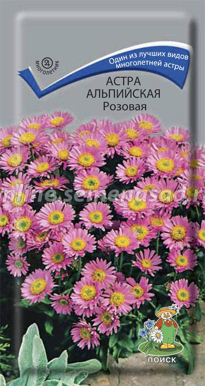 Астра многолетняя - посадка и уход в открытом грунте.