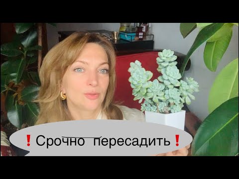 Цветок Гиацинта В Цветочном Горшке ...