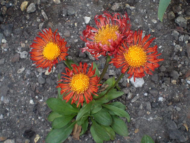 Мелколепестник лавандовый (лат. erigeron), надёжный ...