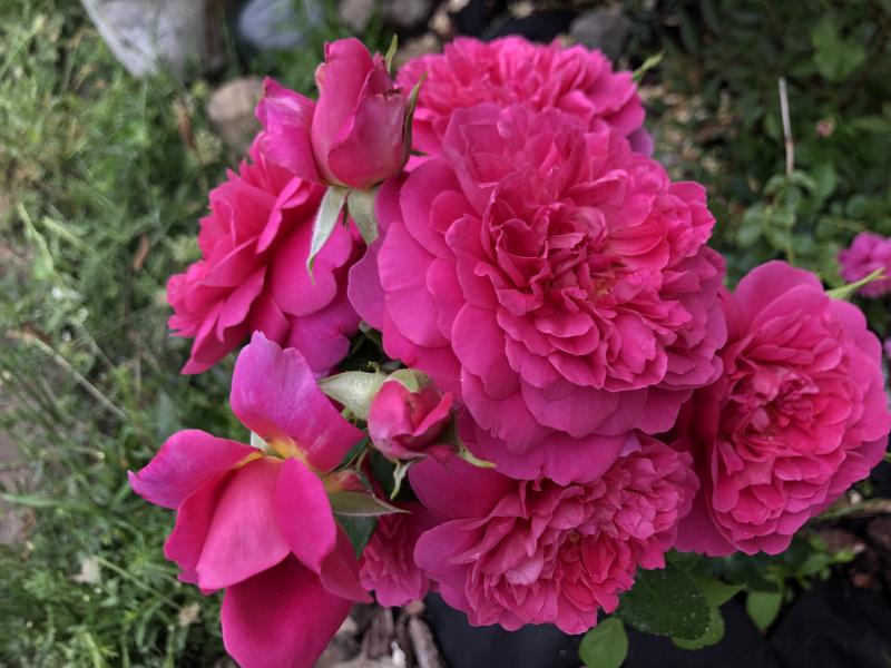 Princess Anne | Roses' Name