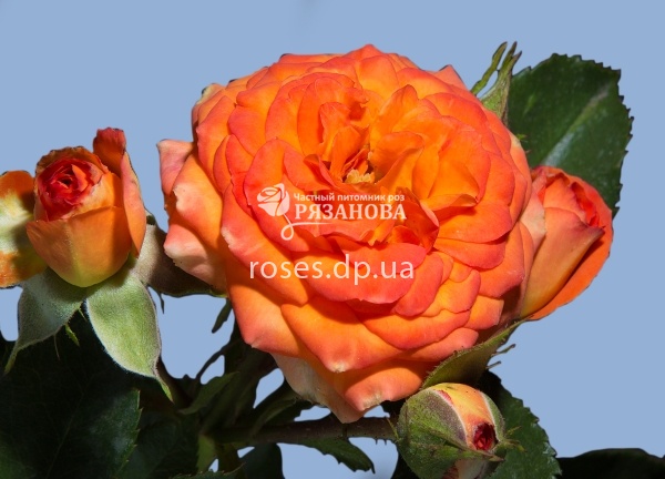 Rose 'baby Romantica' by Science Photo Library