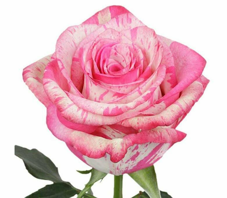 'Magic Time' Pink Bi-Color Rose