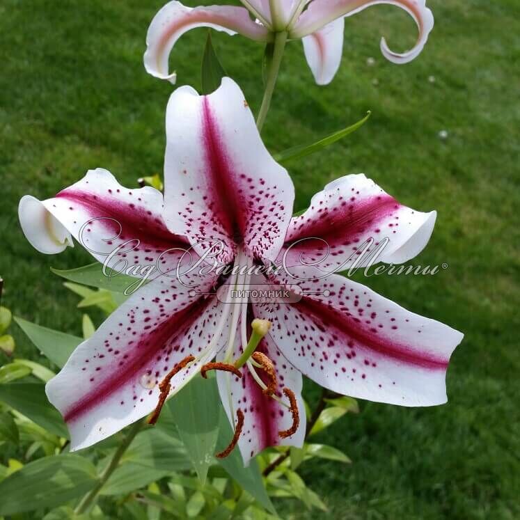 Lilium 'Dizzy' (Oriental Lily)