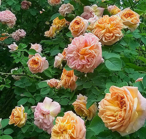 Rosal 'Alchymist' : venta Rosal 'Alchymist' / Rosa Alchymist