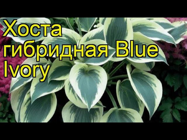 Hosta.com.ua. Хоста Ivory Queen из частной коллекции хост в ...