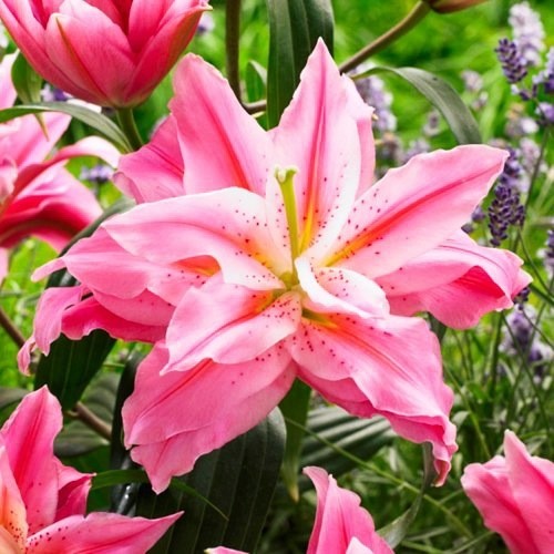 Guide To Rose Lily Flower Symbolism, Varieties and Care Tips