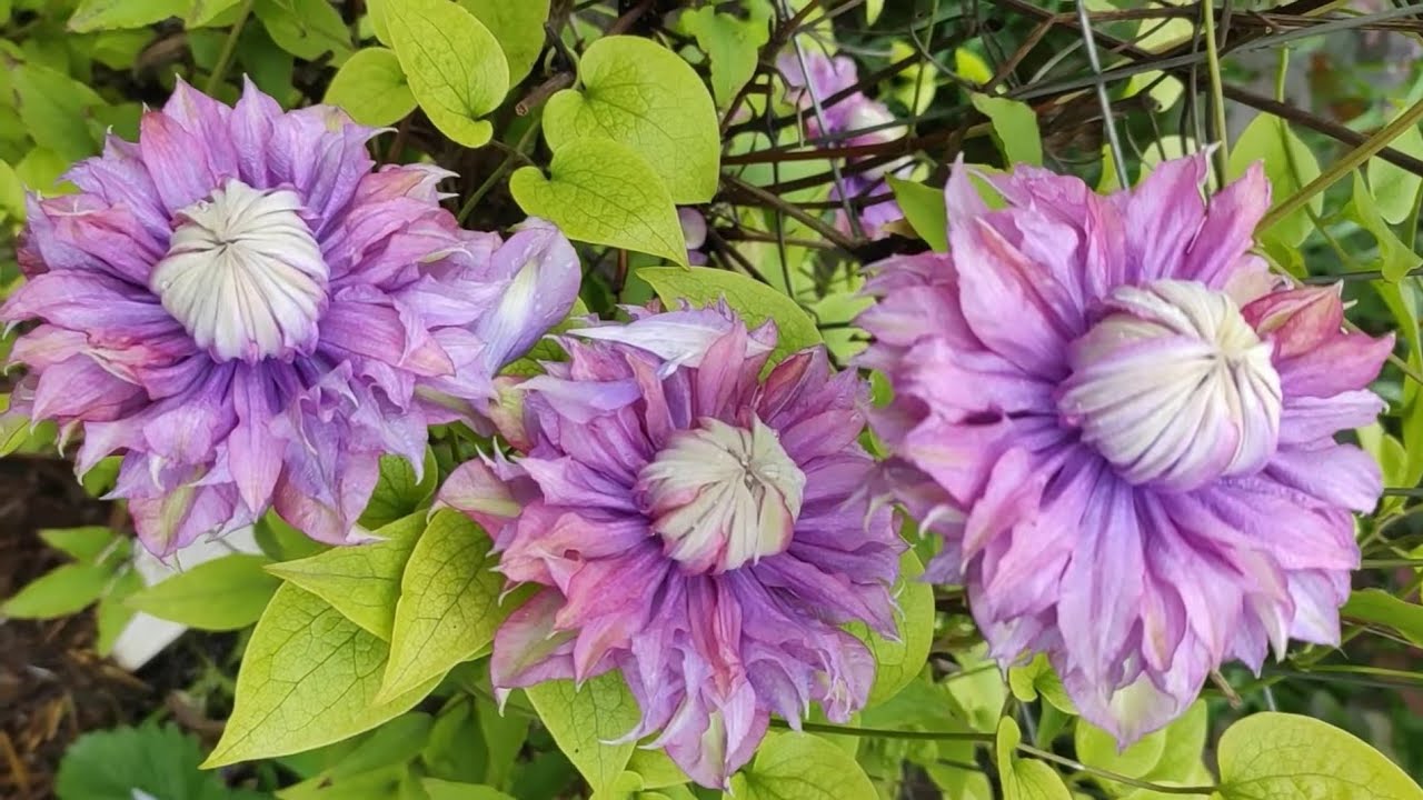 Купить Клематис Clematis Tsukiko Evipo110 Garland РБ в Орле ...