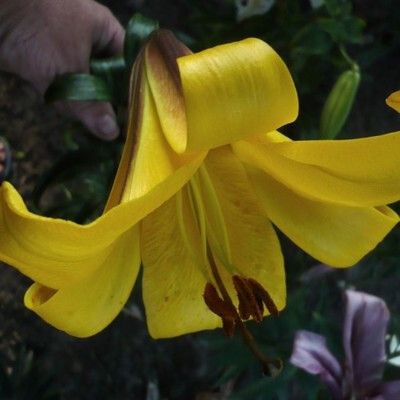 Golden-Yellow Trumpet Lily Bulbs for Sale | Golden Splendor ...